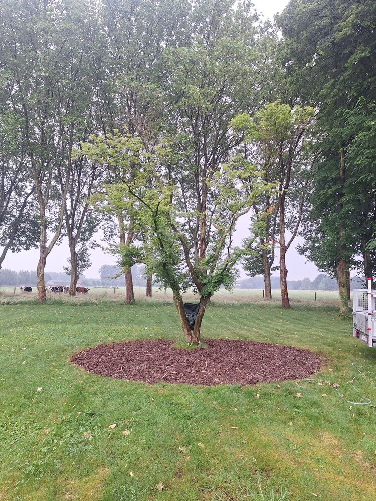 Meerstammige boom in een gazon met een verse ring van houtsnippers rond de stamvoet