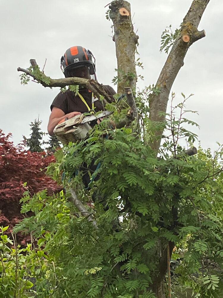 Boomverzorger met kettingzaag hoog in een boom die stuk voor stuk wordt afgebroken