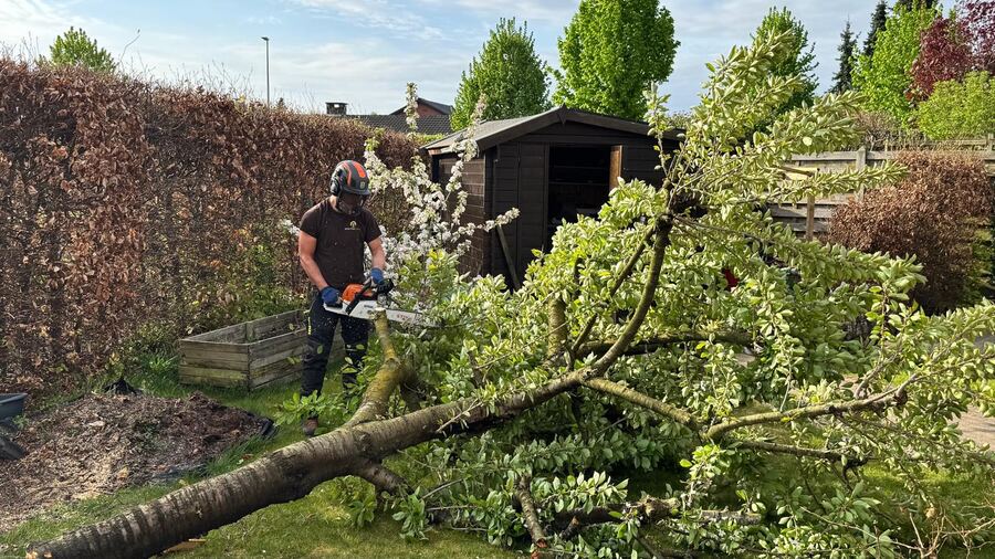Gevelde kerselaar ligt in de tuin, boomverzorger zaagt de stam